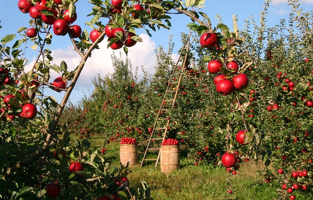 Apples Farming