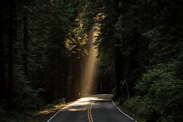 conifers-forest-sunlight-GCT