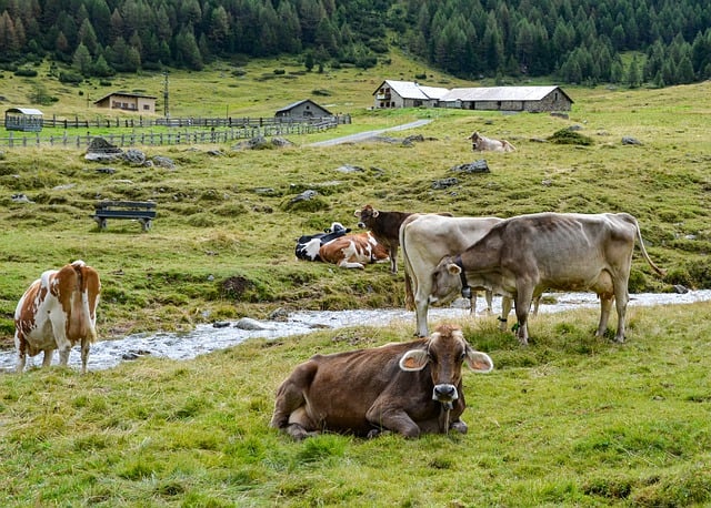 cows-in-mountains